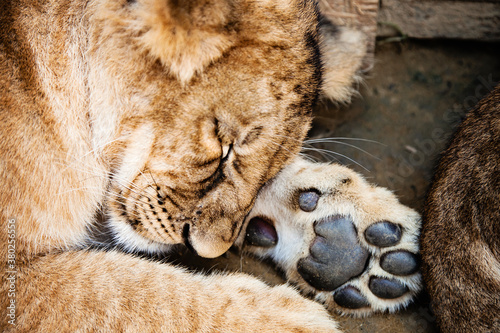 Sleeping baby lion animal close up head portrait photo