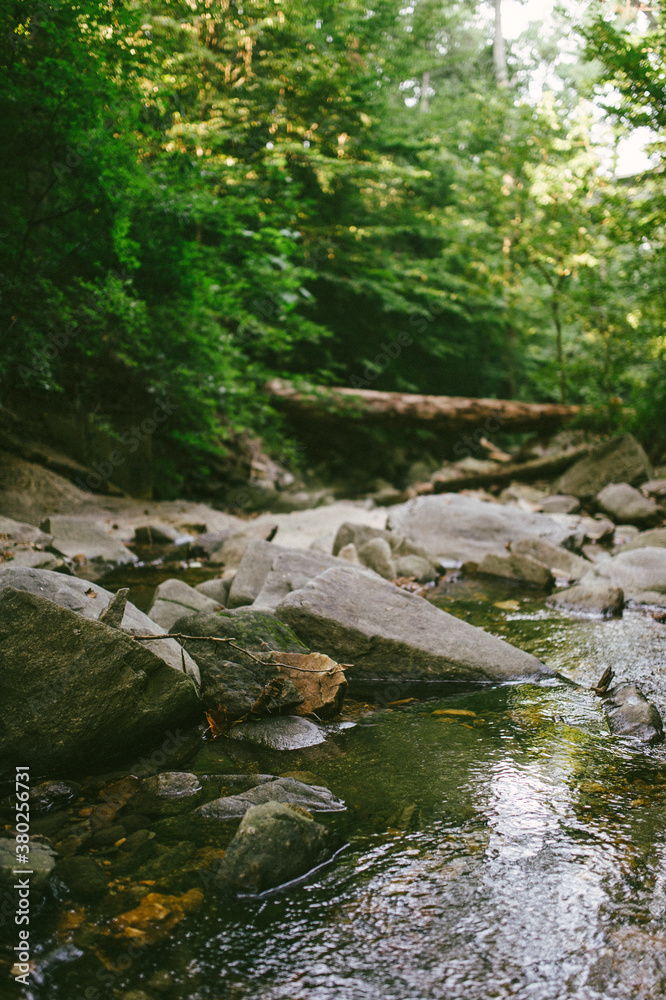 Stream and fallen trees in Virginia forest Stream and fallen trees in Virginia forest
