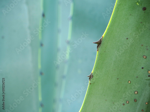 green cactus and thorn background photo