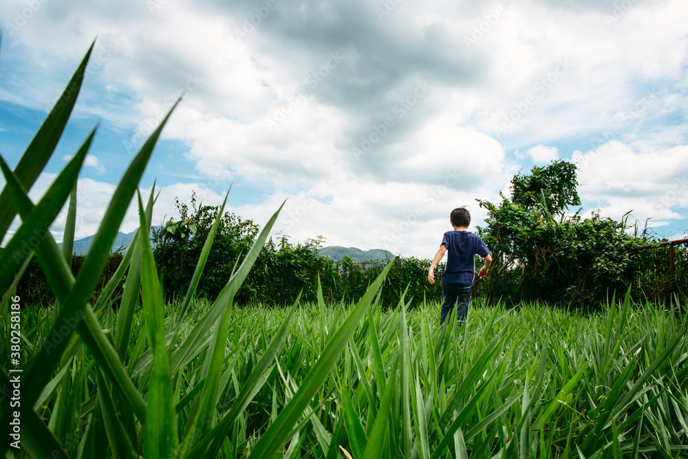 Boy walking in a field of grass Boy walking in a field of grass