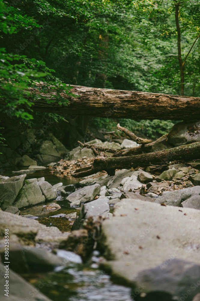Stream and fallen trees in Virginia forest Stream and fallen trees in Virginia forest