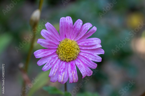 Closeup violet chrysanthemum flower background