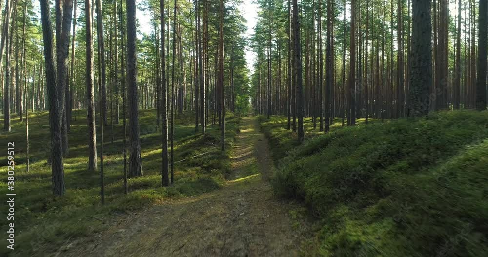 Hiking trail walking path in wild green pine forest moving backwards Hiking trail walking path in wild green pine forest moving backwards