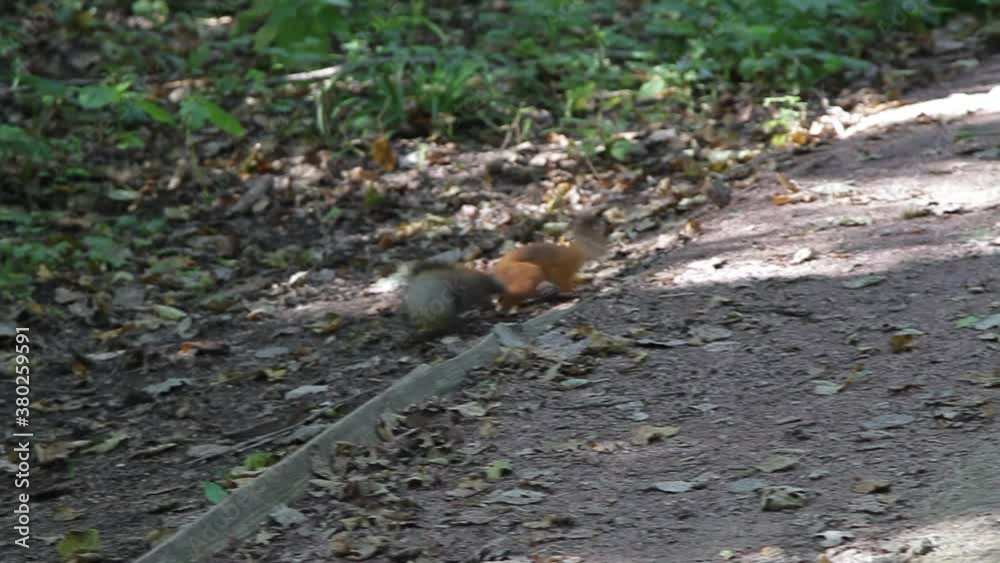 squirrel runs across the forest path squirrel runs across the forest path