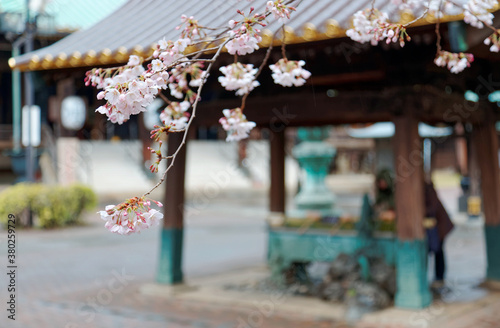Close-up view of beautiful cherry blossoms ( Sakura ) in Myoho-ji Temple, a famous Buddhist Temple in Tokyo, Japan, with the eaves of a traditional Japanese architecture in the background 