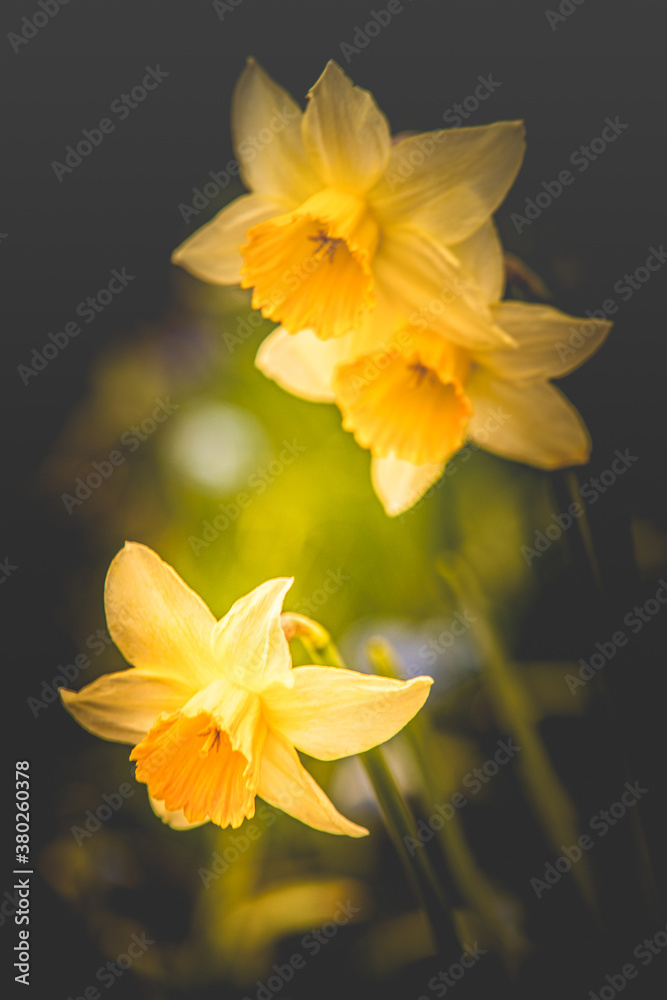 Obraz premium Early spring Daffodils ( Narcissus ) in the grounds of Waterperry Gardens