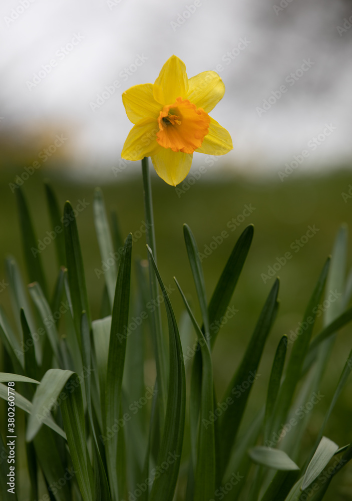 Obraz premium Early spring Daffodils ( Narcissus ) in the grounds of Waterperry Gardens