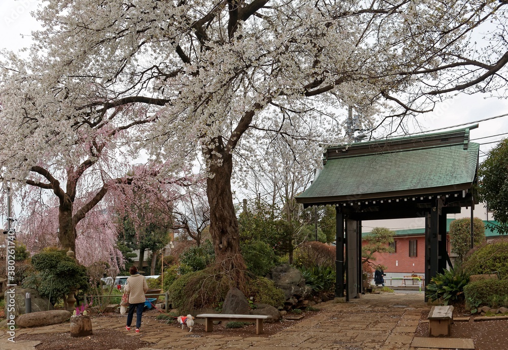 Scenic view of a woman walking her dog under a beautiful cherry blossom tree ( Sakura) beside a traditional Japanese wooden gate with a tiled roof, in majestic Myoho-ji Buddhist Temple in Tokyo, Japan