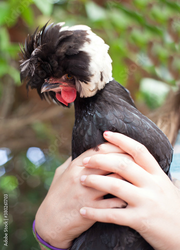 Girl holding a rooster with a big, feathery hat that looks like a rock star photo