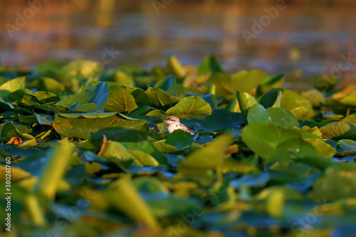 Whiskered tern chicks (Chlidonias hybrida) photographed close-up on a green carpet of aquatic plants photo