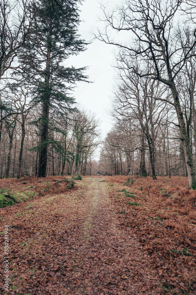 Scenes of a forest Scenes of a forest