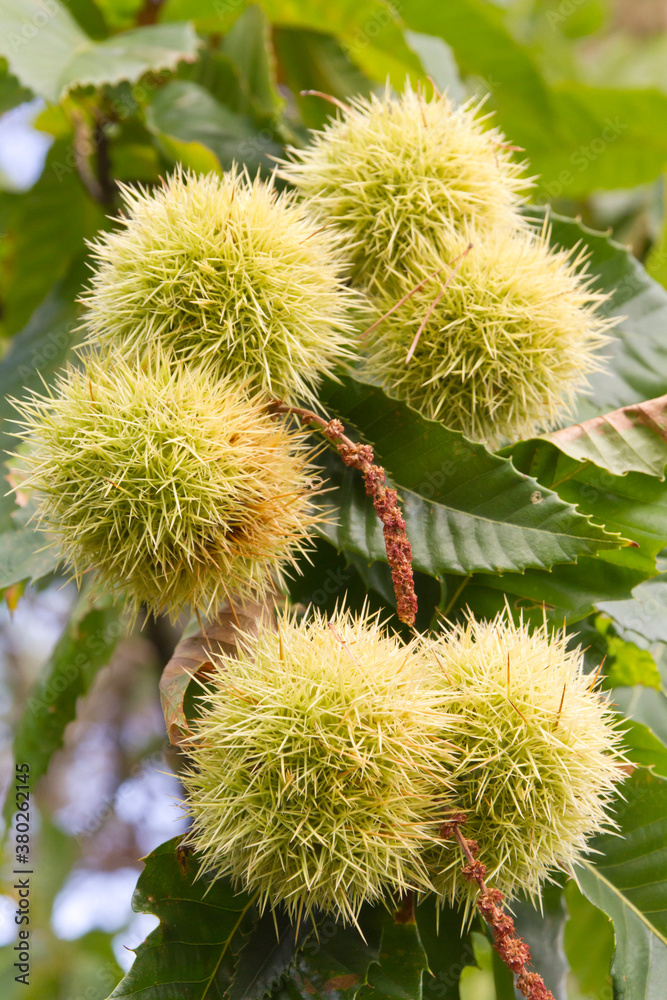 Sweet chestnuts on a tree on a sunny day in fall - selective focus