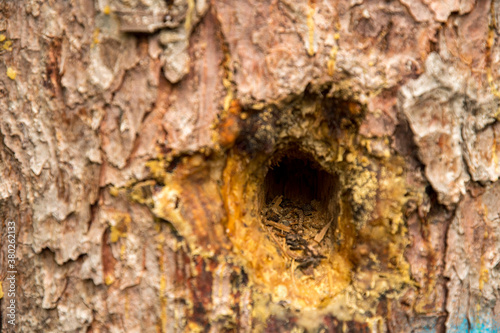 Woodpecker cave in a conifer tree