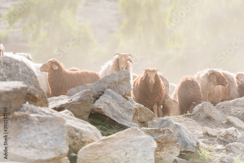 Sheeps standing on rock in Shinjang China photo