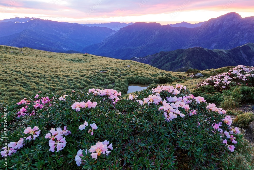 Obraz premium Beautiful sunrise scenery of Hehuan Mountain in central Taiwan in springtime, with view of lovely Alpine Azalea ( Rhododendron ) blossoms on grassy fields and amazing golden glow in the background