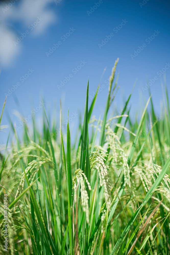 Rice against blue sky Rice against blue sky
