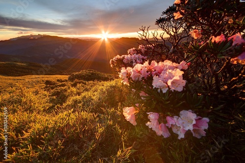 Beautiful sunrise scenery of Hehuan Mountain in central Taiwan in springtime, with lovely Alpine Azalea (Rhododendron) blossoms on grassy fields & sunrays shining through rosy clouds in the background