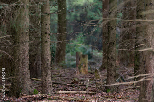 Sachsenwald in northern Germany photo