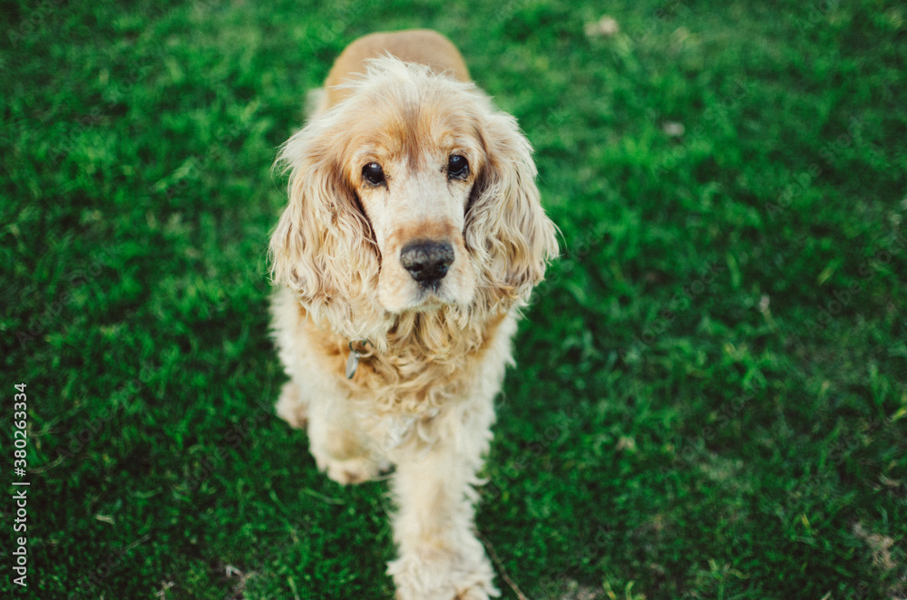 Cocker Spaniel in park Cocker Spaniel in park