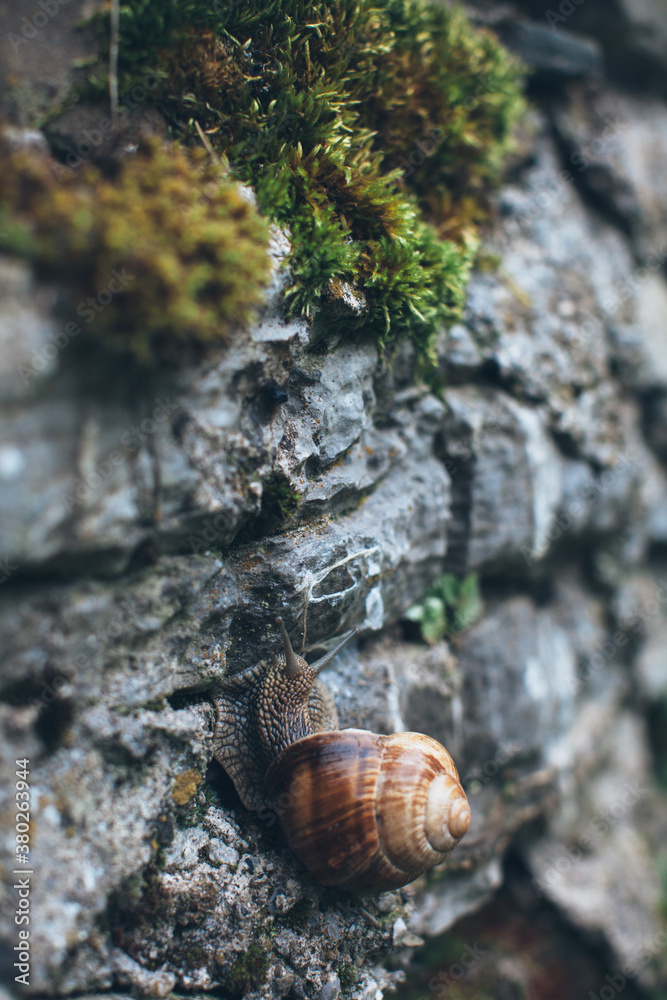 Snail climbing on a rock Snail climbing on a rock