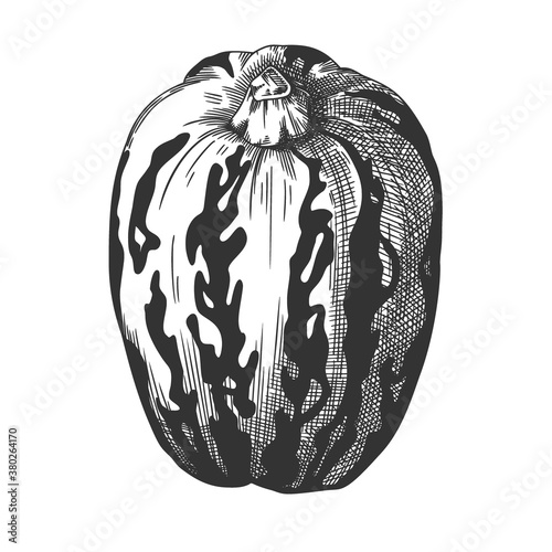 Hand drawn pumpkin isolated on white background. Vector illustration of a sketch style