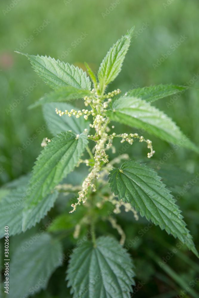 Common or Stinging Nettle, Urtica dioica, small plant macro, selective focus Common or Stinging Nettle, Urtica dioica, small plant macro, selective focus