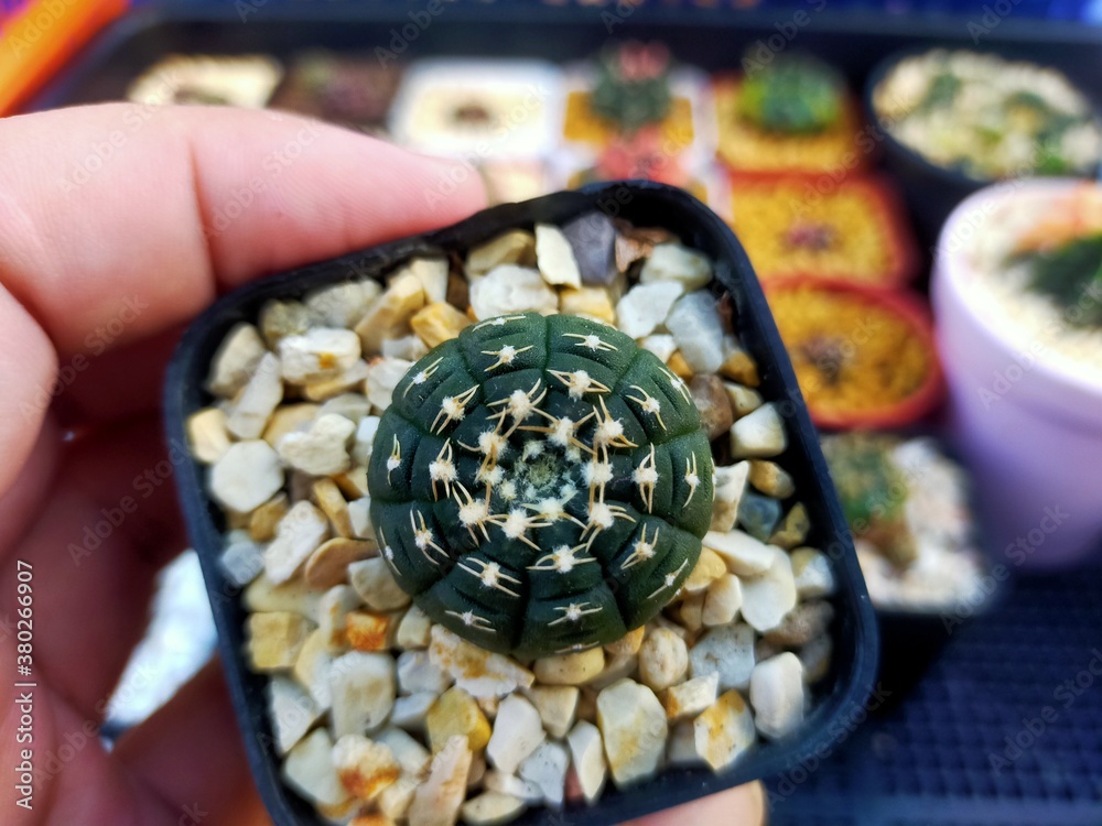 Beautiful Gymnocallium Cactus in Pots