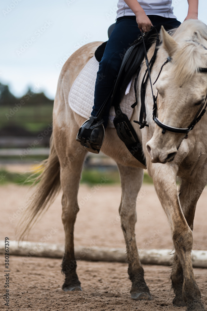 white pony white pony