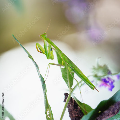 Extreme close up of European mantid standing on leaf photo