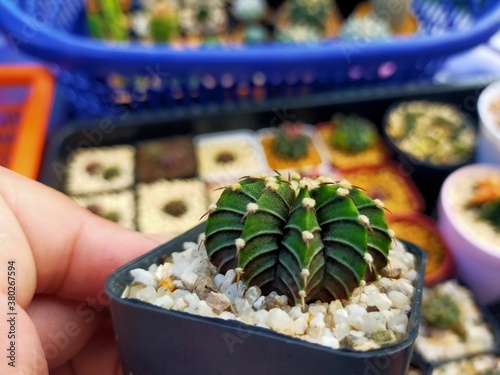 Beautiful Gymnocallium Cactus in Pots