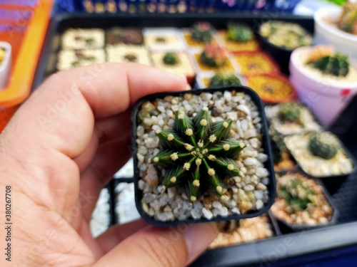 Beautiful Gymnocallium Cactus in Pots