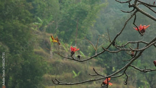 Red cotton tree (Bombax ceiba) branches with flowers, Lamjung District, Nepal photo