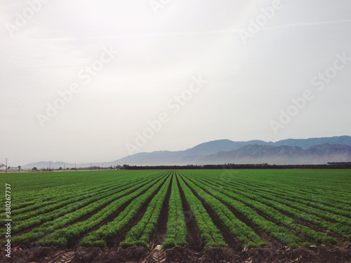 Farm Field Full of Green Crops of Vegetables