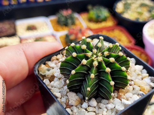 Beautiful Gymnocallium Cactus in Pots