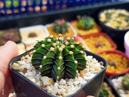 Beautiful Gymnocallium Cactus in Pots