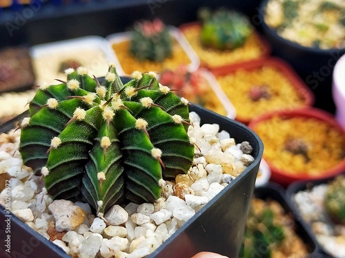 Beautiful Gymnocallium Cactus in Pots