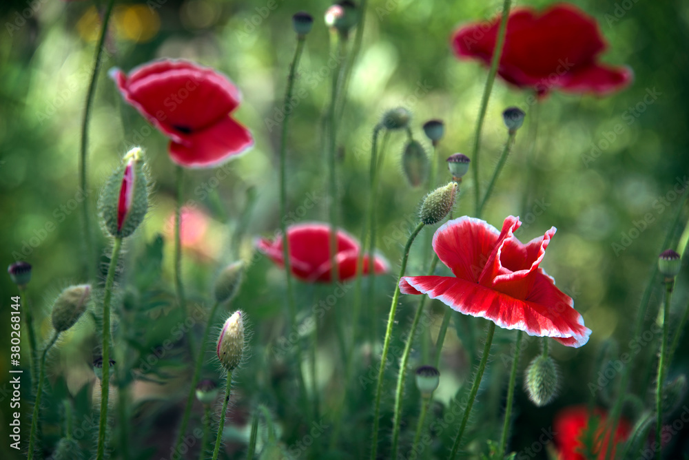 Obraz premium A variegated poppy lawn. The flower is odorless, delicate and fragile.