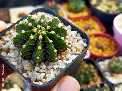 Beautiful Gymnocallium Cactus in Pots