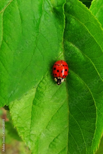 a ladybug on a green leaf