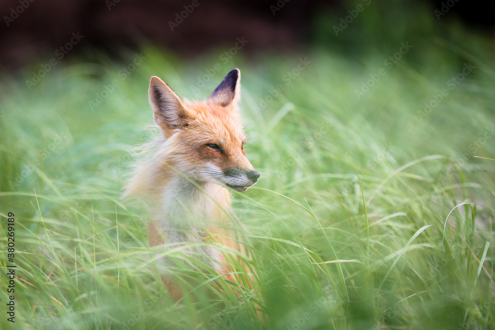 Single wild fox in natural animal environment Single wild fox in natural animal environment