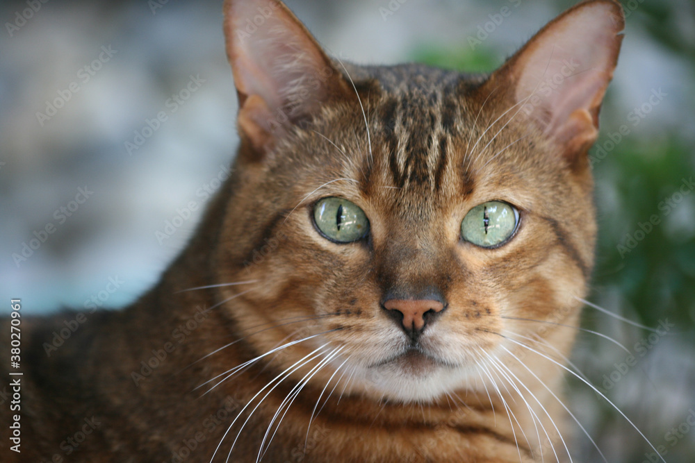 Portrait of a Bengal Cat with bright green eyes Portrait of a Bengal Cat with bright green eyes