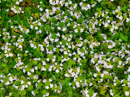 Close up of flowers of Eyebright (euphrasia officinalis) taken near Breckon on the island of Yell in Shetland, UK in summer. photo