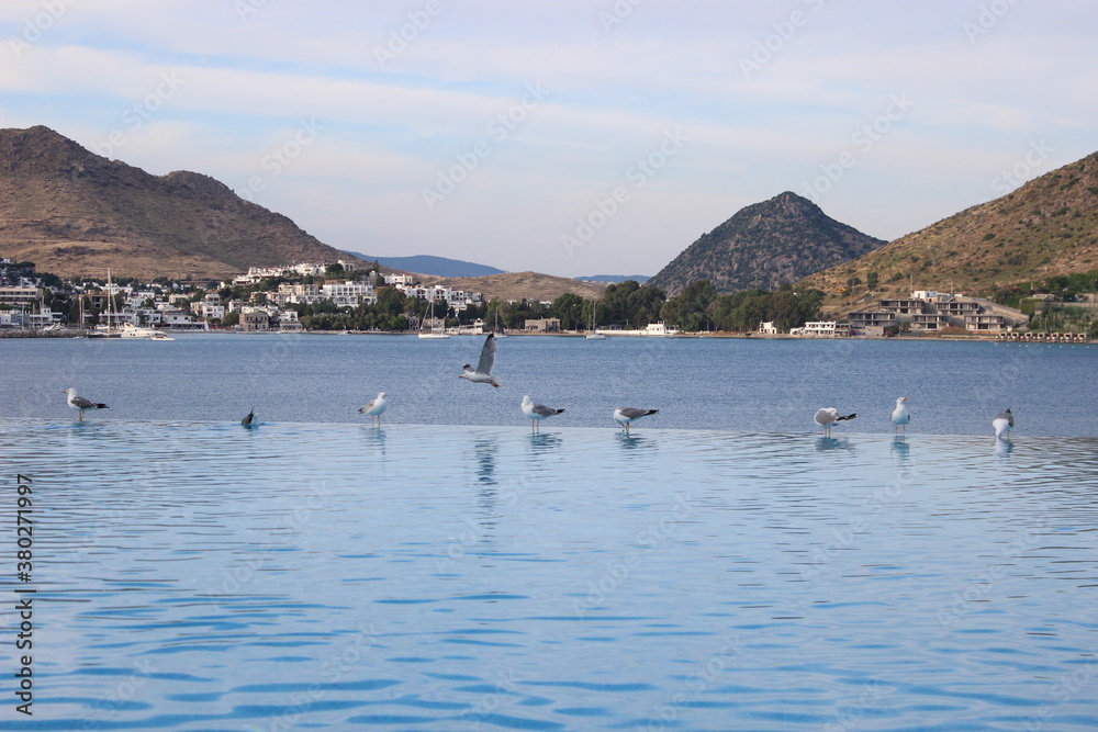 Bodrum mountain landscape and seagulls