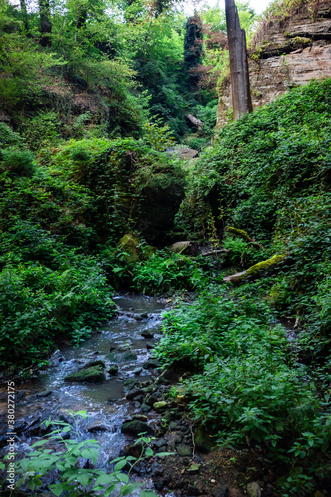 Stream surrounded by green trees and plants in a Luxembourg forest. Stream surrounded by green trees and plants in a Luxembourg forest.