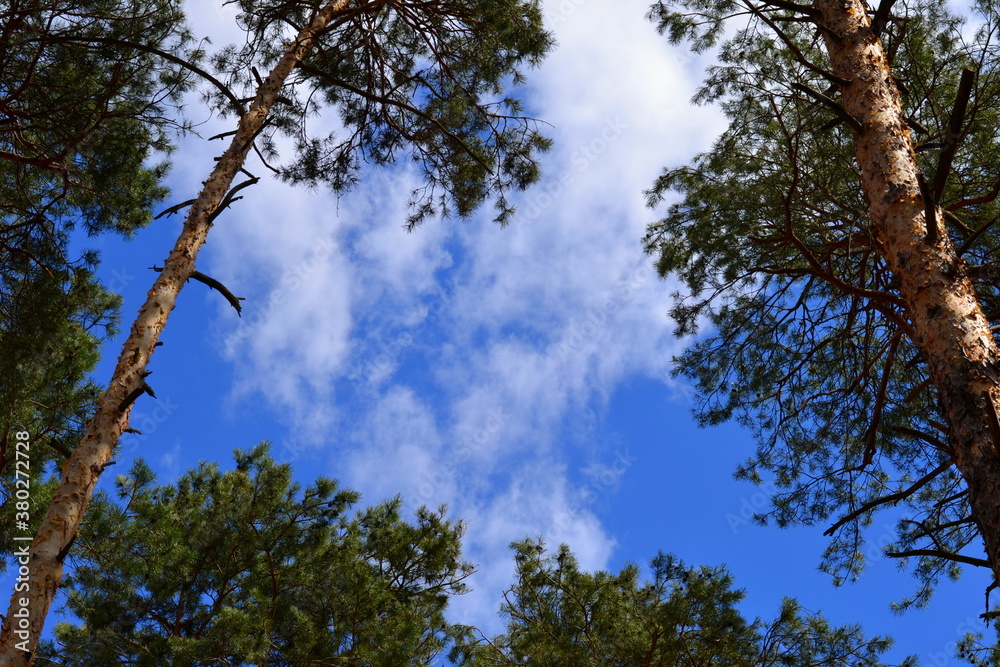 Fototapeta premium pine trees and blue sky
