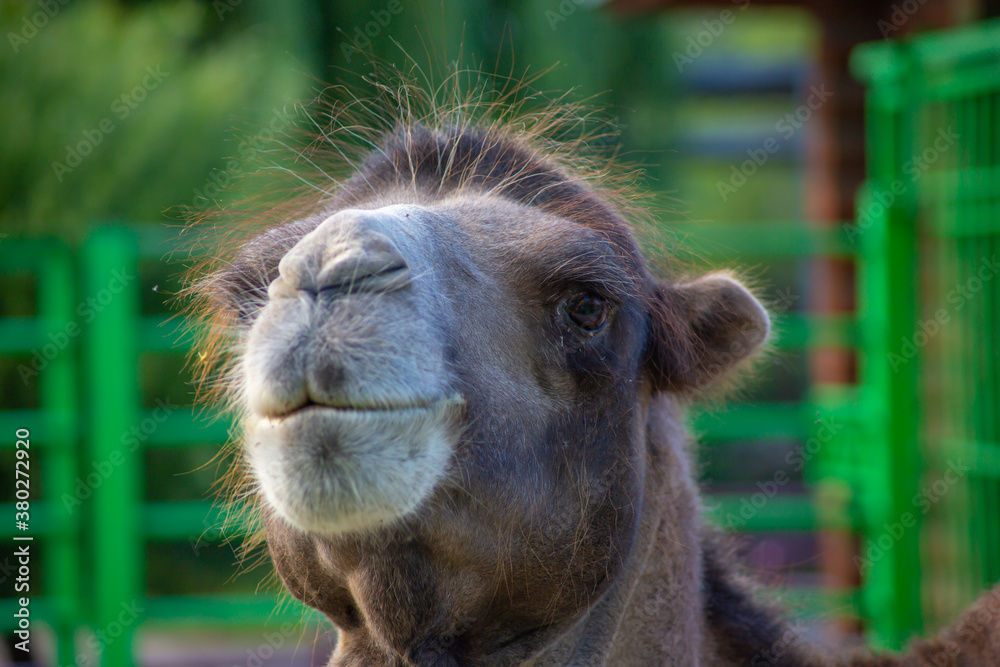 Obraz premium portrait of a camel