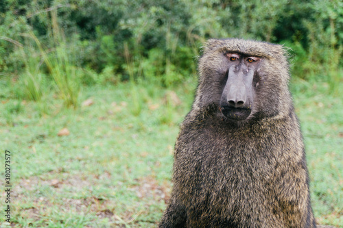 Baboon monkey against green background with copy space photo