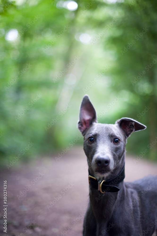 grey dog looking to camera grey dog looking to camera