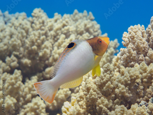 Juvenile bicolour parrotfish tropical fish near colorful coral reef photo
