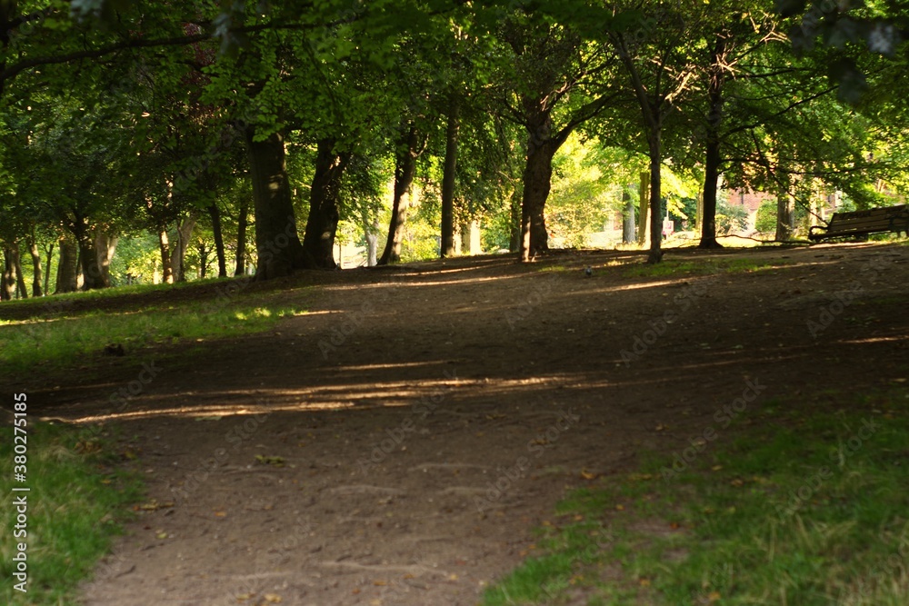 Fototapeta premium autumn in the park